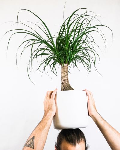 Nolina Beaucarnea AKA Ponytail Palm